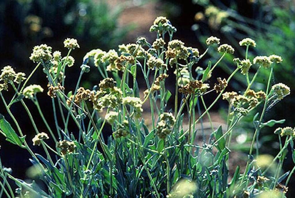 Bridgestone is aiming to see 350 new acres of guayule planted by mid-2023. Image courtesy of Bridgestone