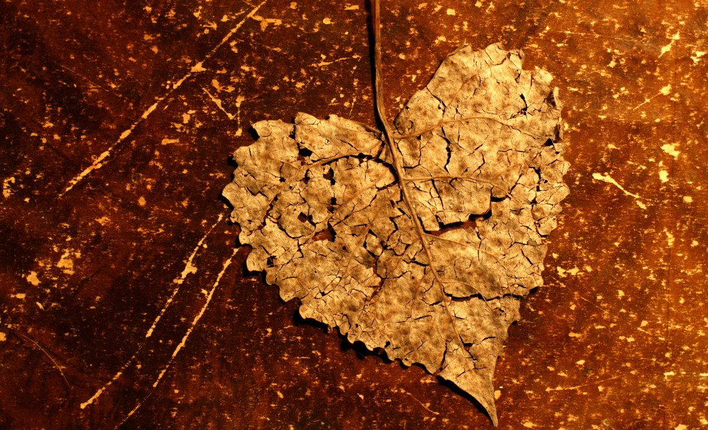 Broken heart leaf