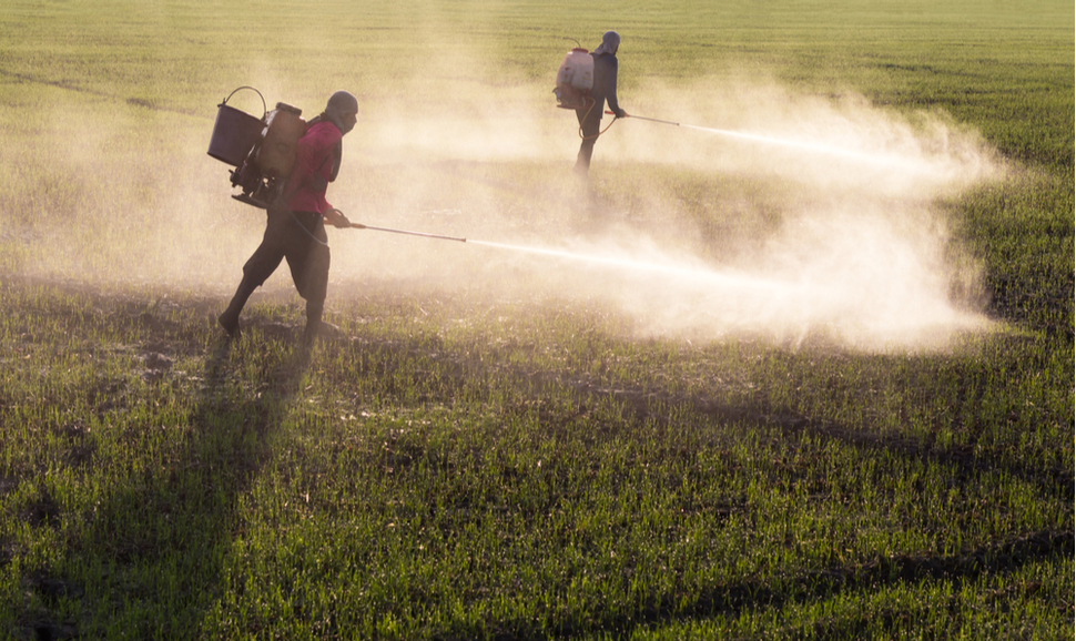 Workers spraying herbicides on farmland.