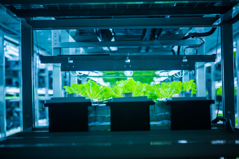 hydroponic plant for sustainability