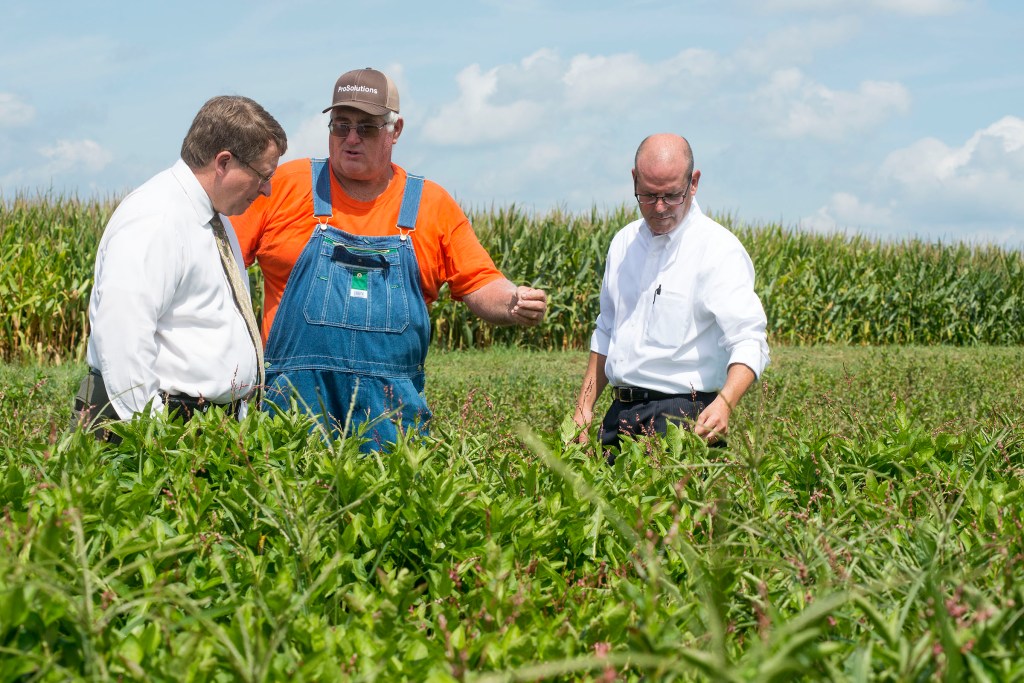 indigo farming