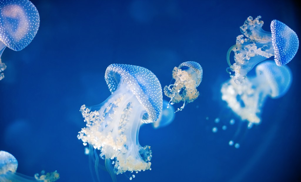 Jellyfish in Ocean