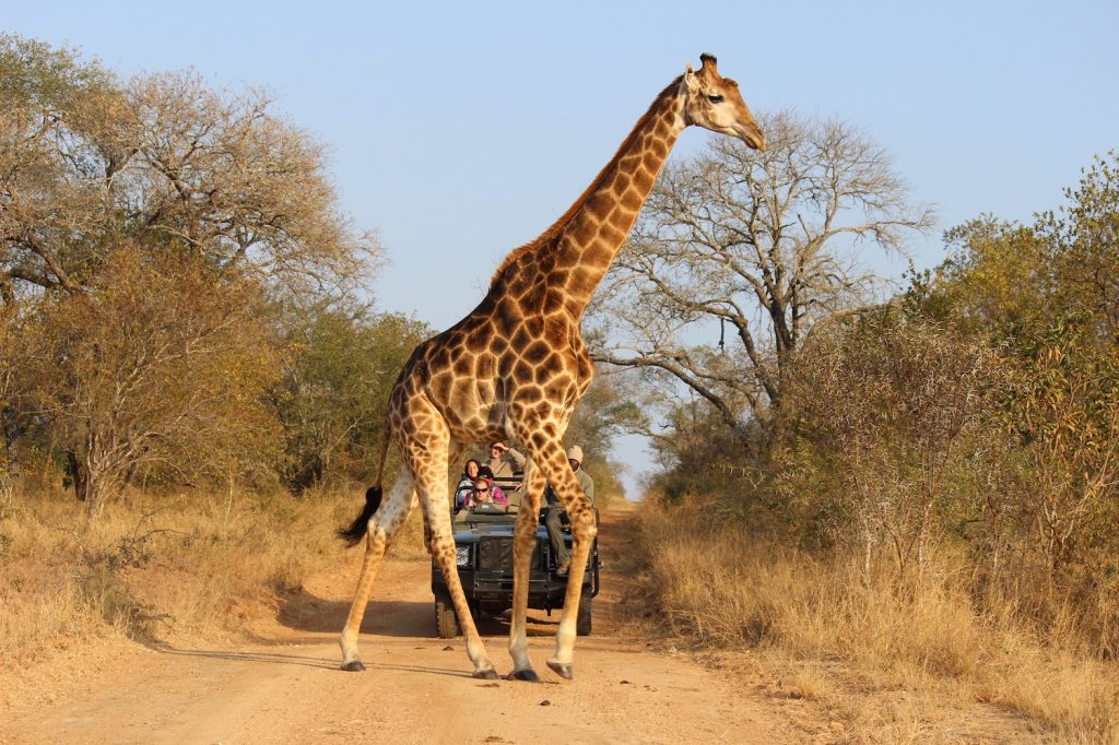 Tourists on an African safari.