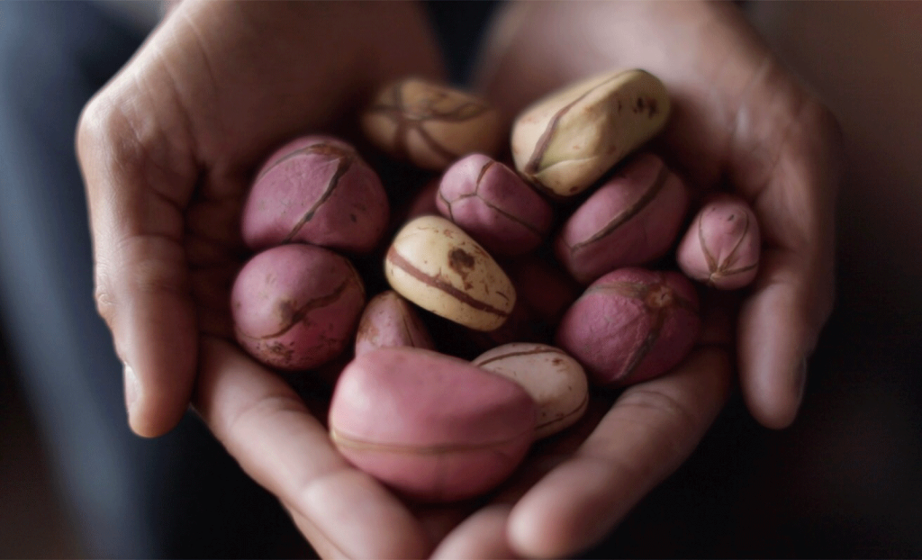 kola nut is the fruit of the kola tree