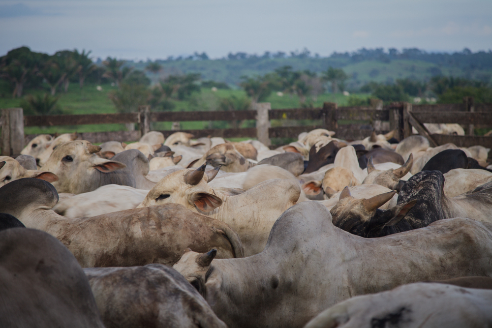 Livestock in the Amazon rainforest