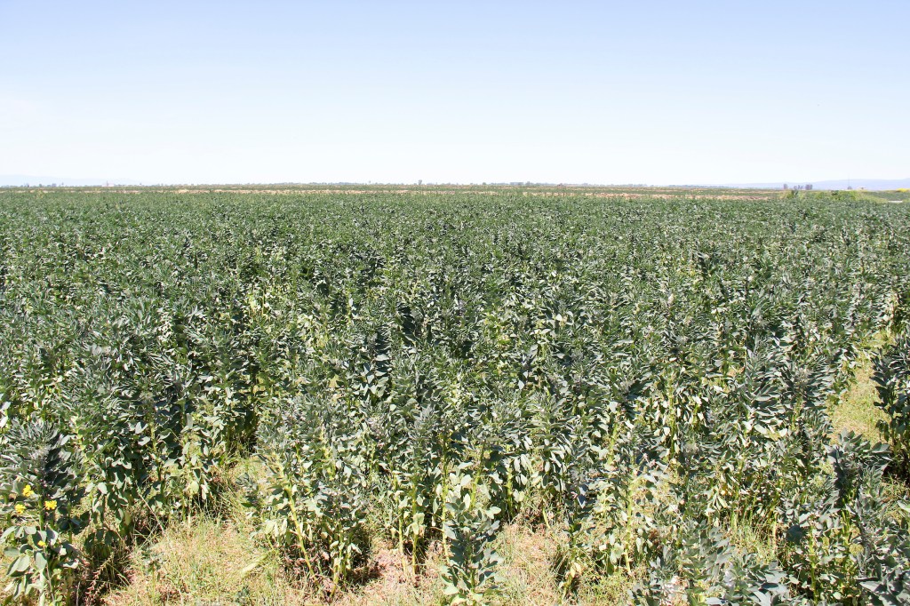 Lundberg Family Farms field cover crop