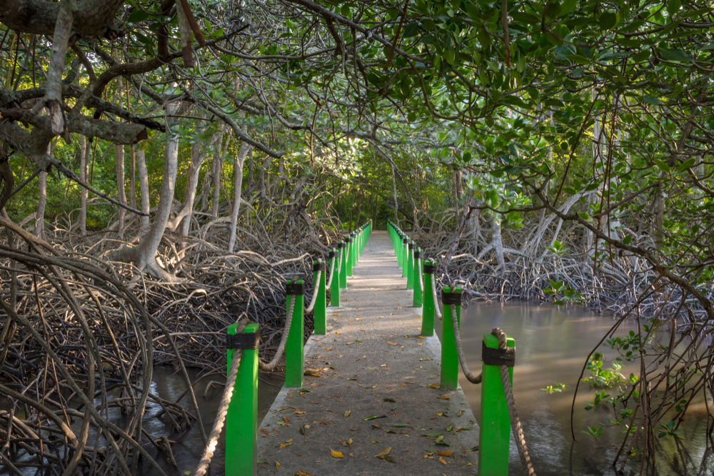 Scenic path on mangrove forest at Bama Beach in the Baluran National Park