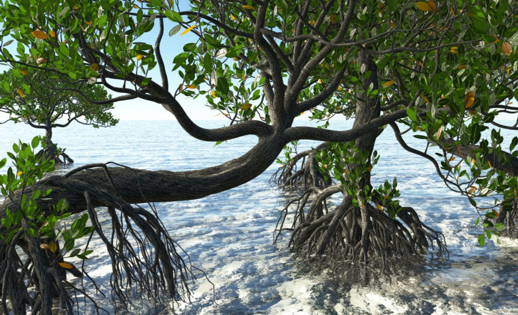 3D rendering of Florida mangroves