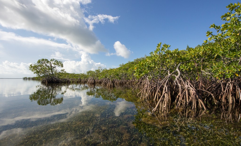 Mangrove grove