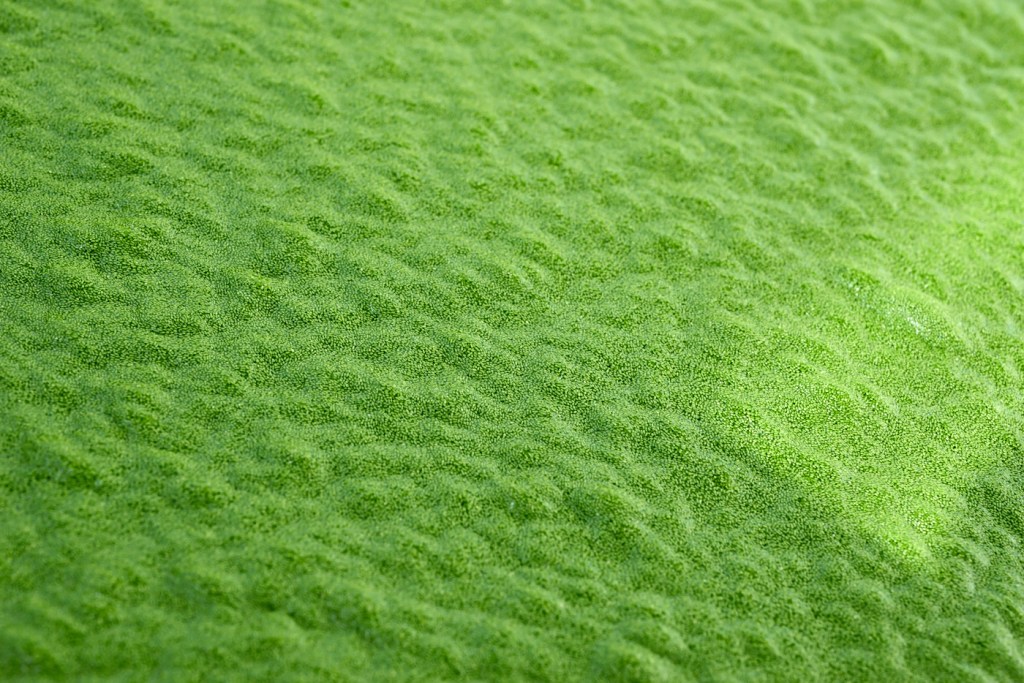 Mankai plants