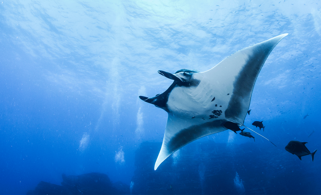 manta ray in ocean