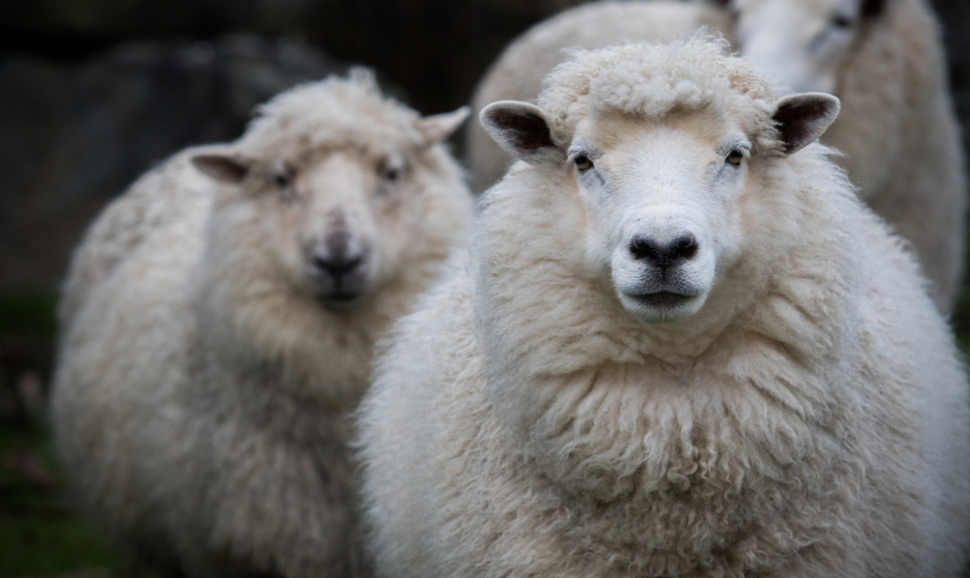 Merino rams in New Zealand
