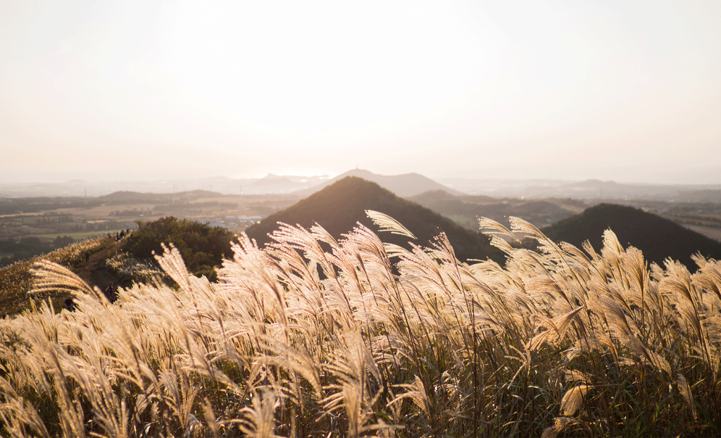 Miscanthus