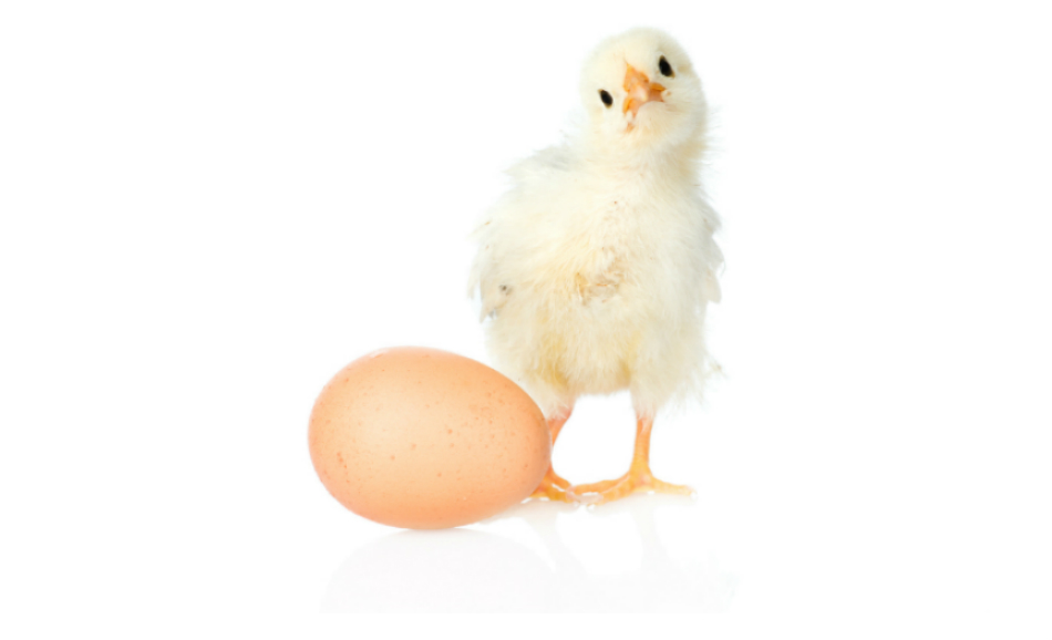 chicken-egg conundrum and climate change