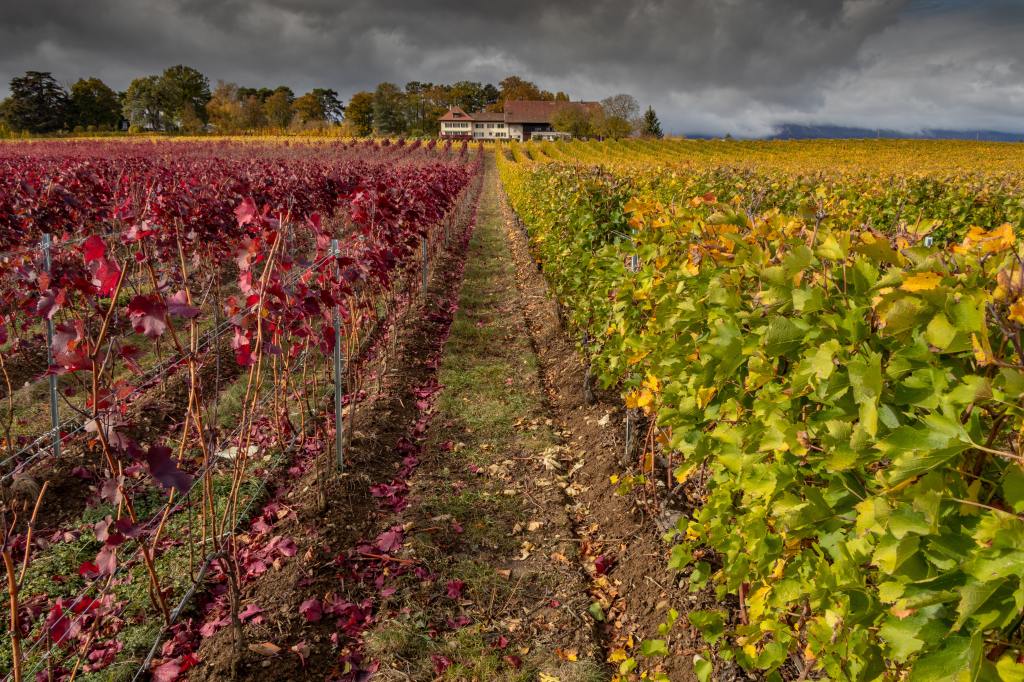 A farm field