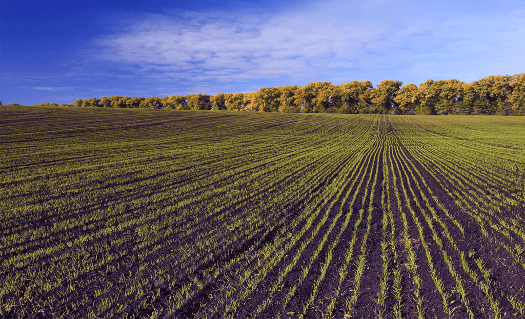 rows of crops in wheat fields