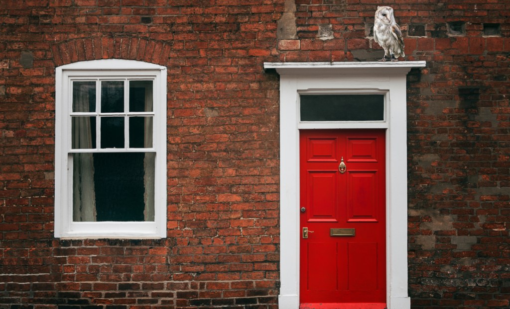 Owl next to an apartment