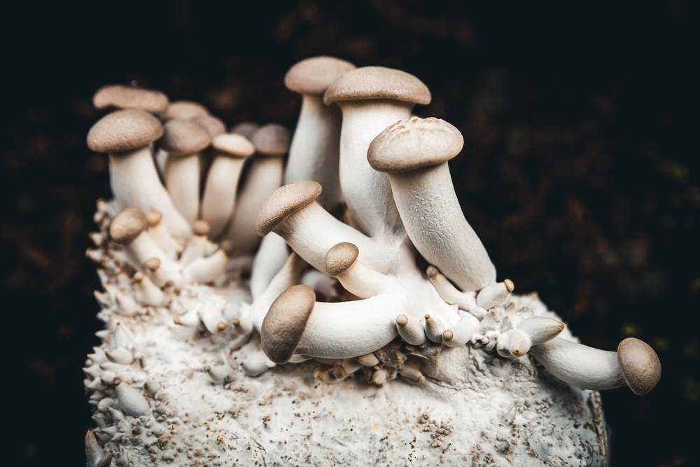 A bunch of king oyster mushrooms growing on its root structure mycelium