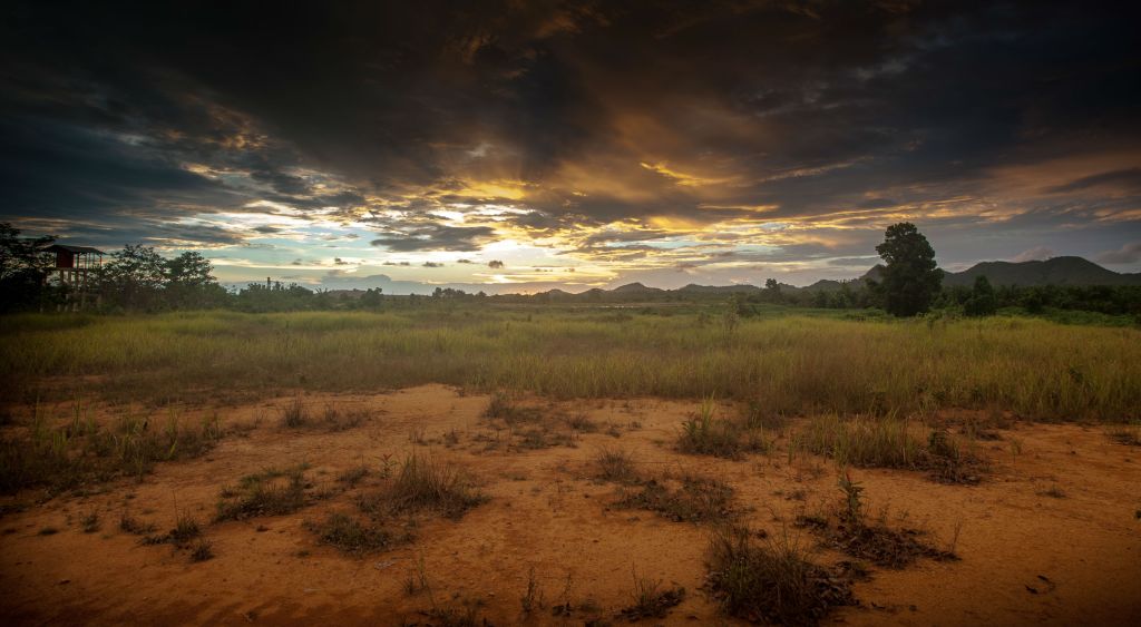 Palm oil plantation in Kalimantan.