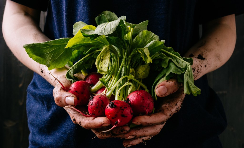 Radishes in the field