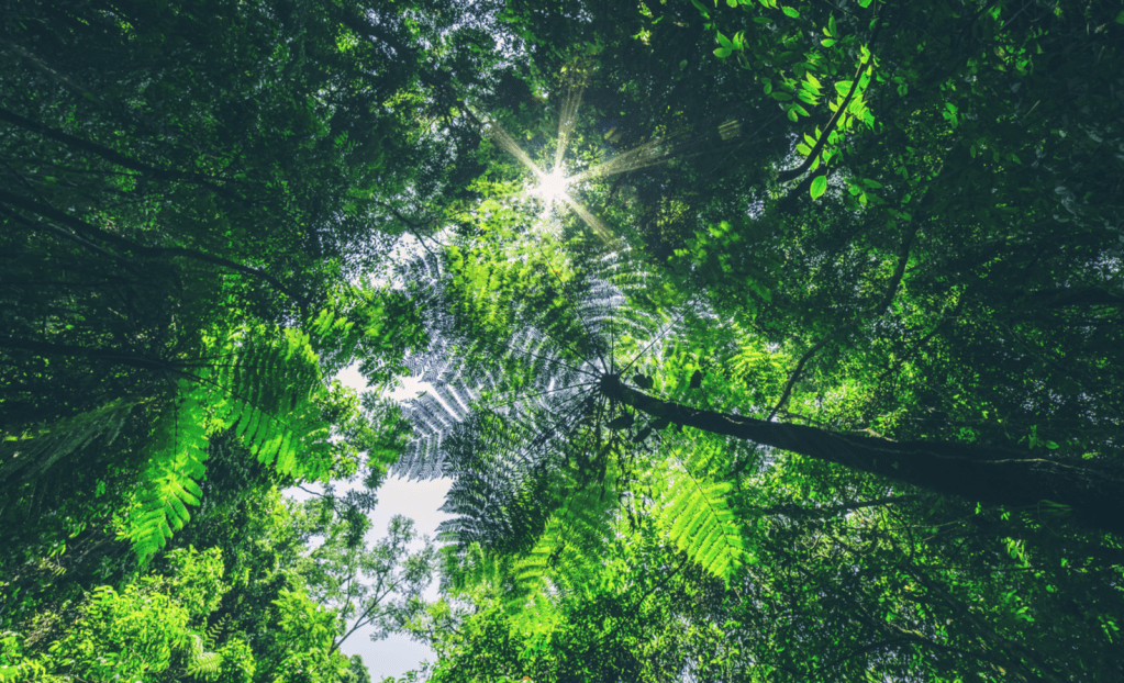 rainforest canopy