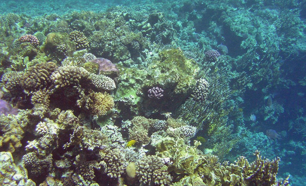 Red sea coral reef