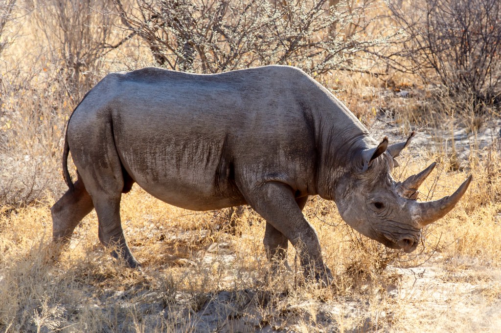 black rhino