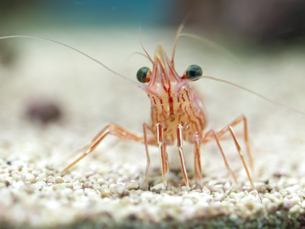 shrimp electricity sustainability