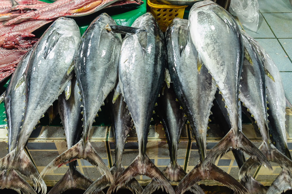 Fresh Philippine Yellow Fin Tuna in Fish Market