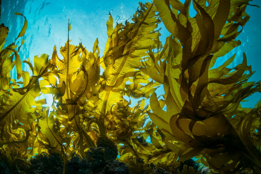 Forest of seaweed