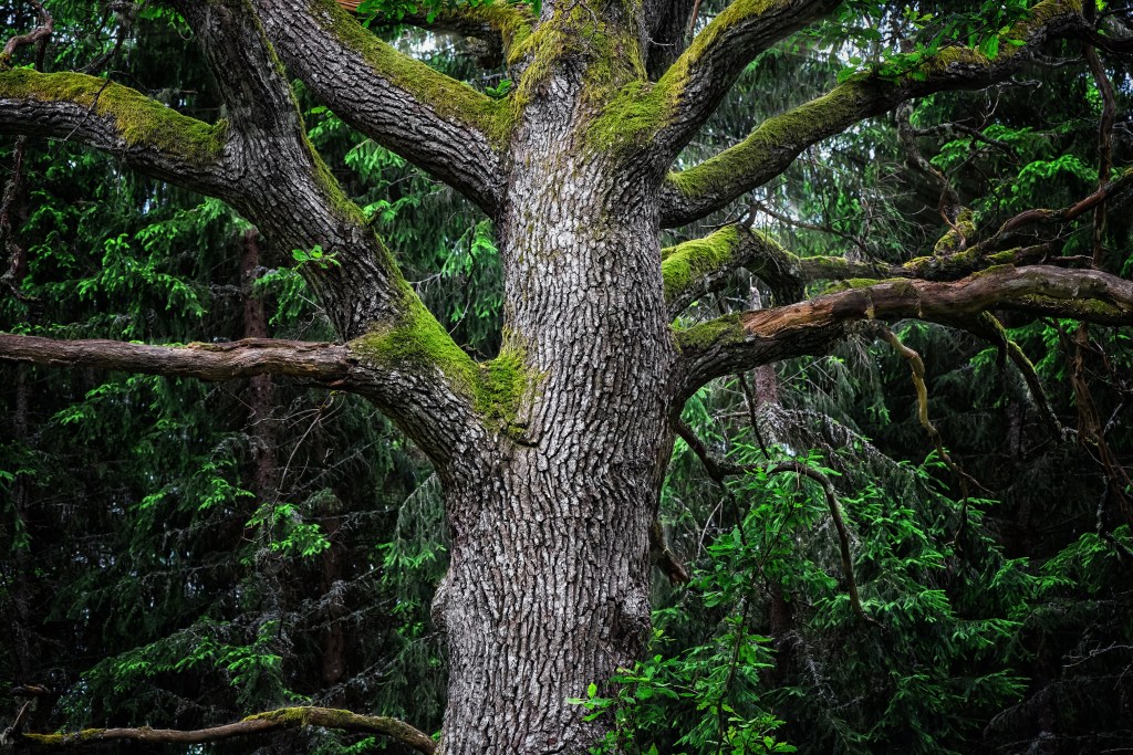 oak tree Sweden