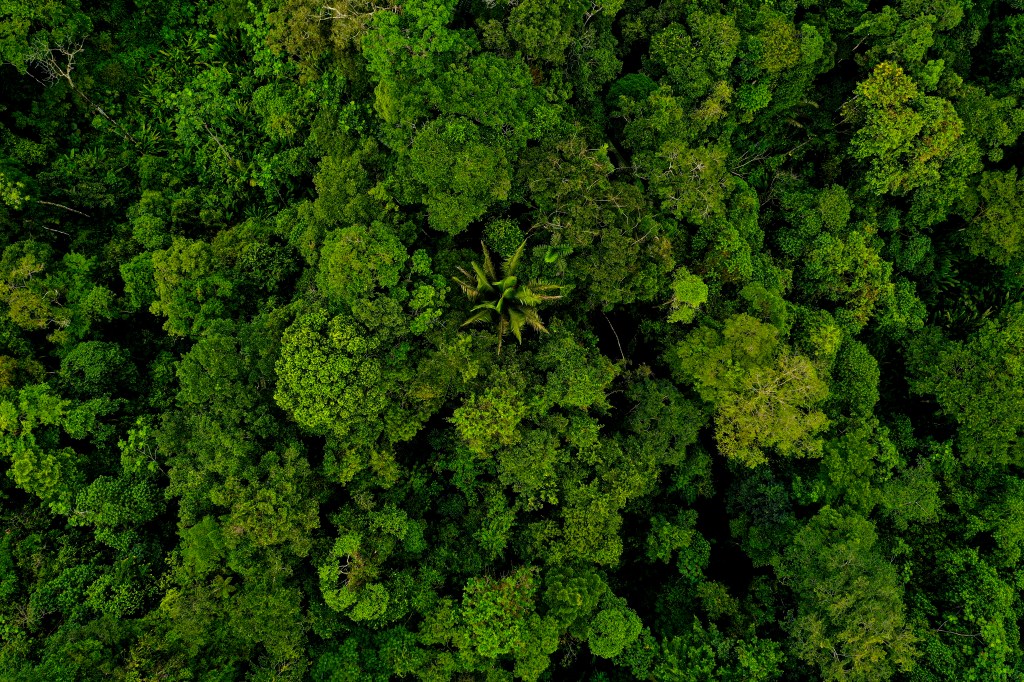 Top of trees in a dense forest. Image courtesy of Shutterstock.