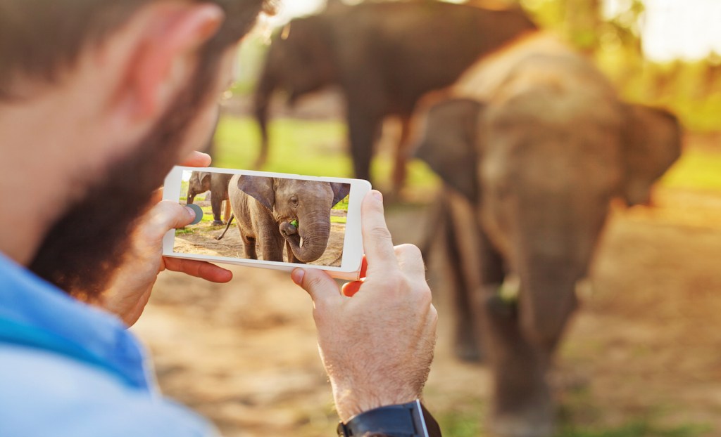 Elephants