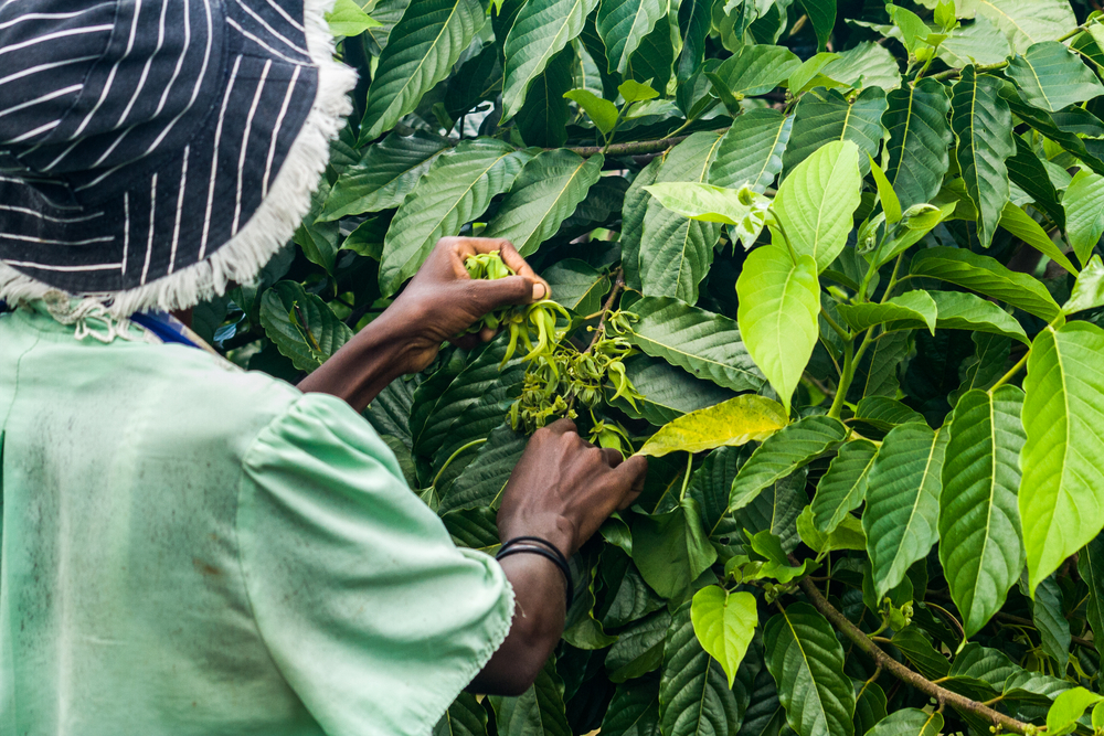 Africa smallholder farms and climate change insurance