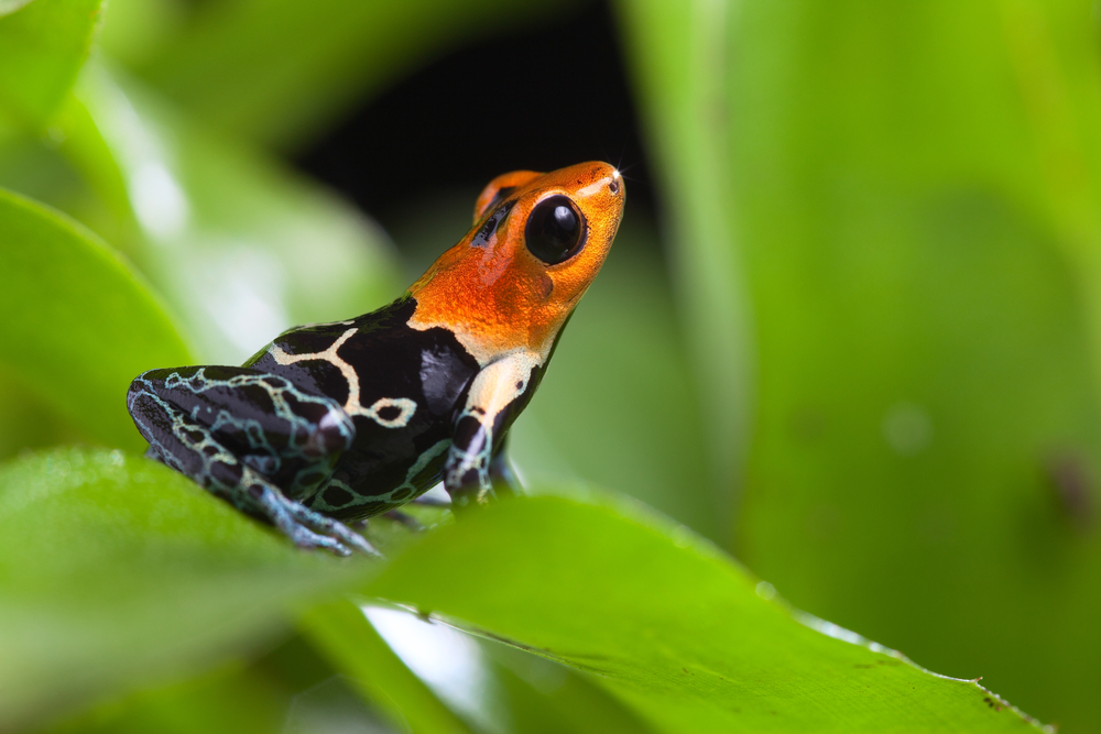 Amazon rainforest biodiversity deforestation