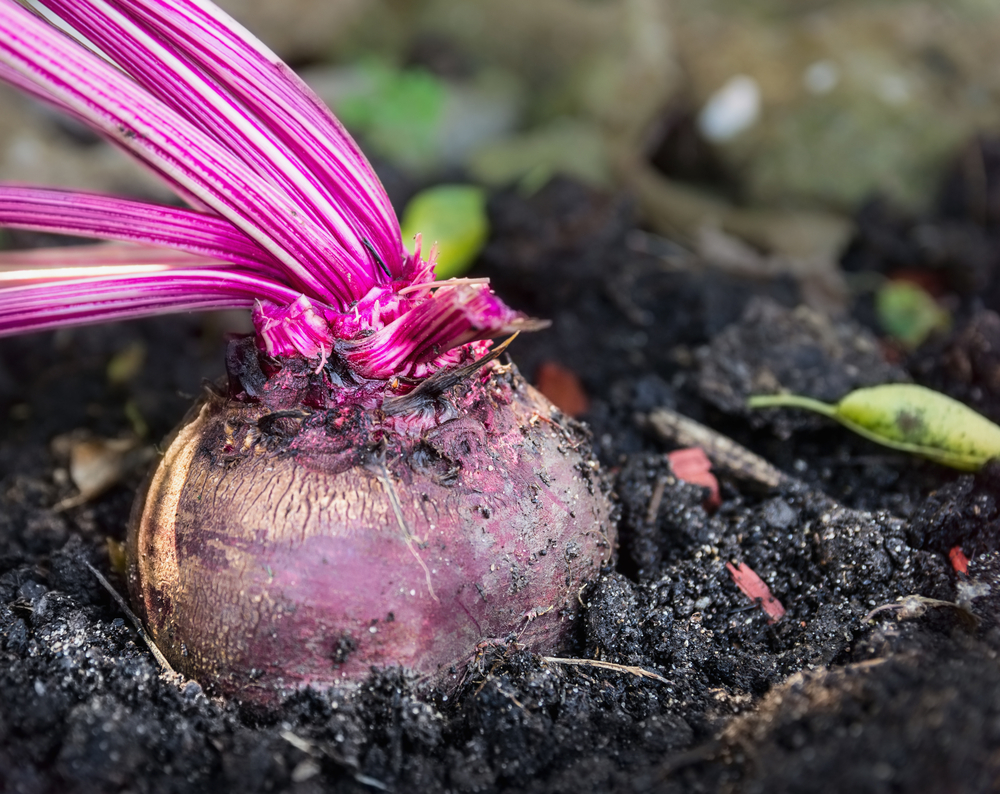 beets soil carbon and food system