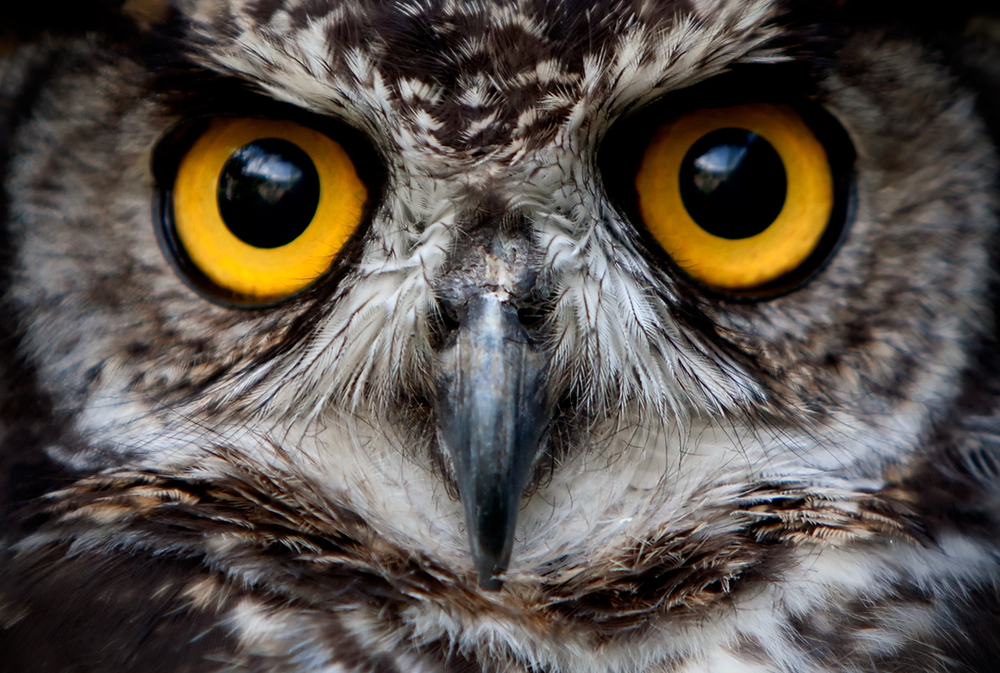 owl conservation investing impact technology