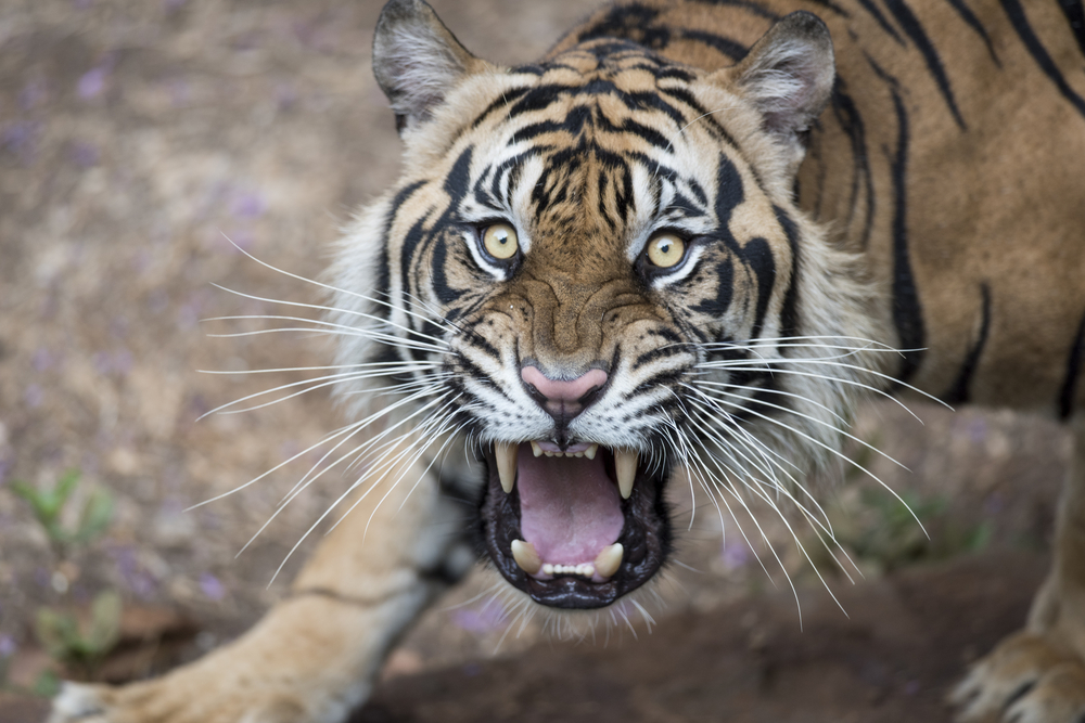 predator tiger biodiversity and climate change