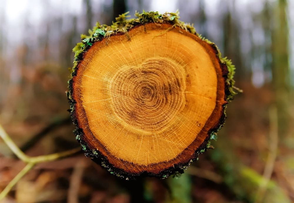 deforestation tree chopped down