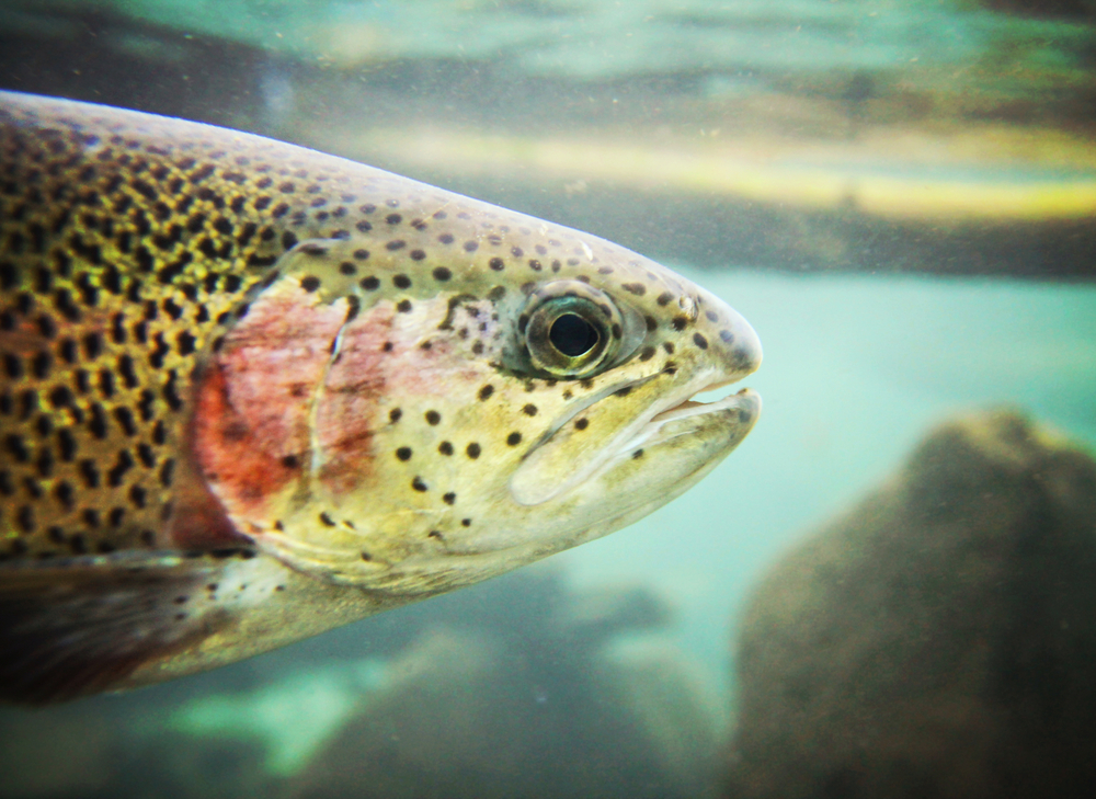 bacteria technology sustainable fish farming