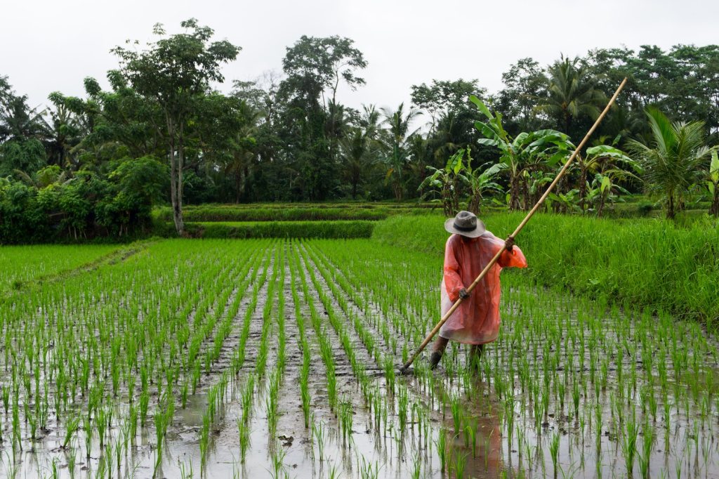 A farmer tending his rice fields in Ubud