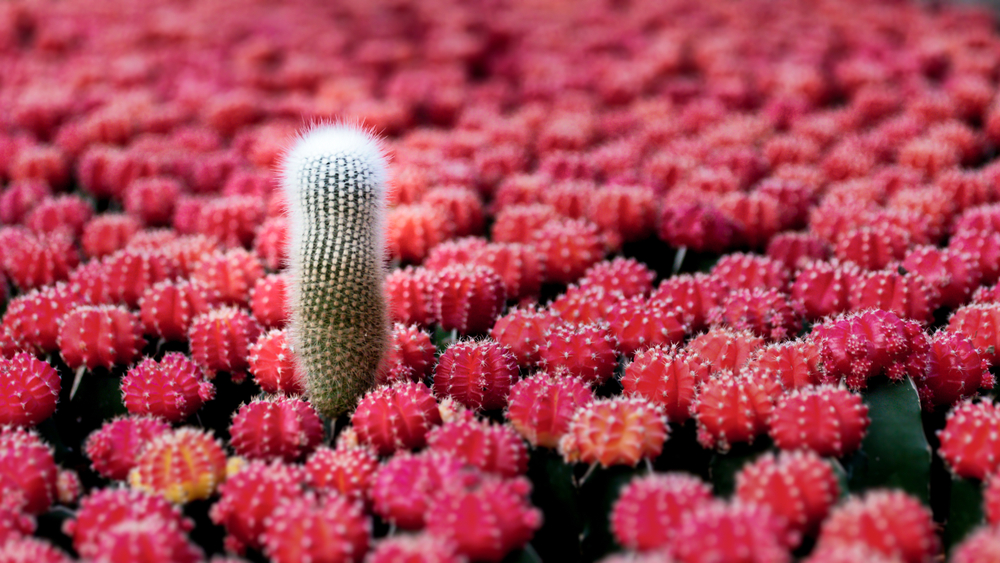 One green cactus stands out among other cacti with red-ish pink tops