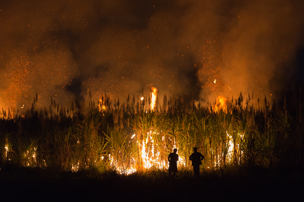 Sugarcane burned by farmer for pre-harvest in Northeast of Thailand.