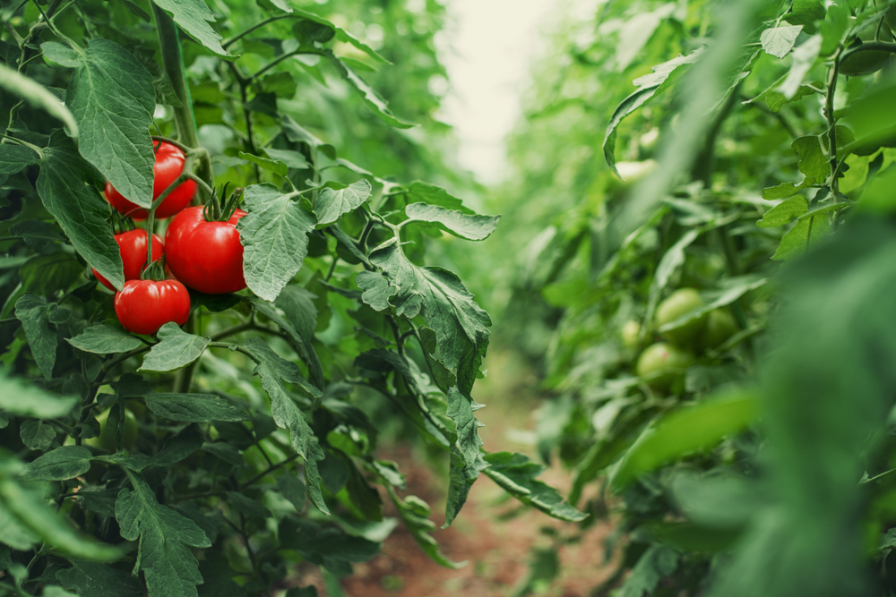 Tomato plants growing in a greenhouse