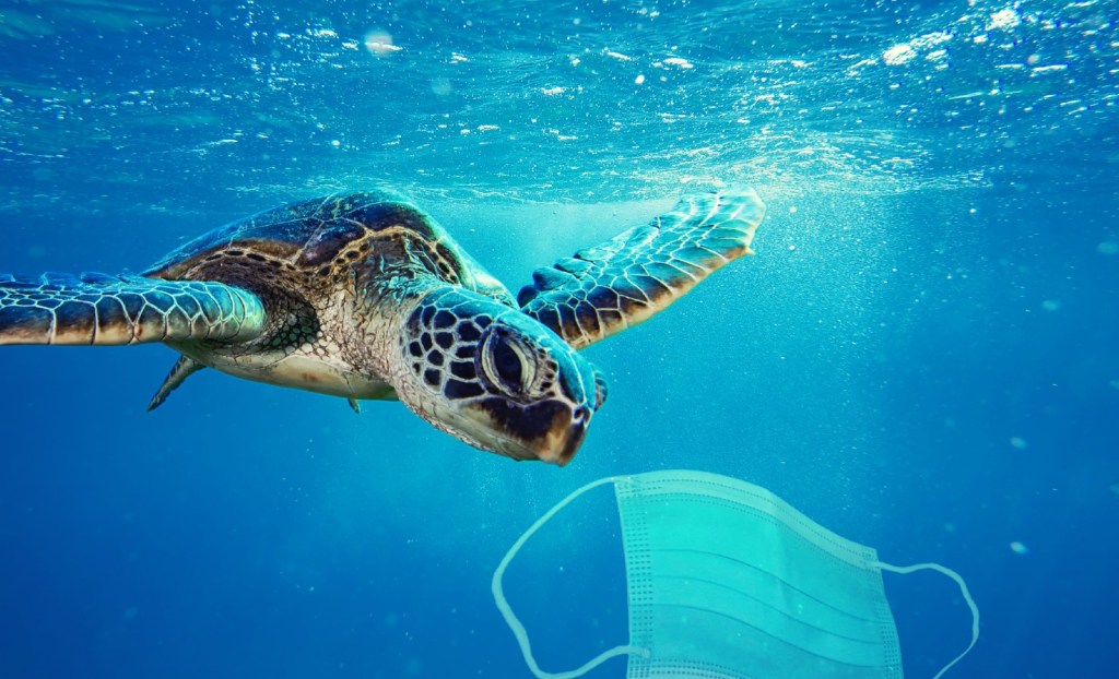 Doctored image of a turtle swimming with a protective face mask.