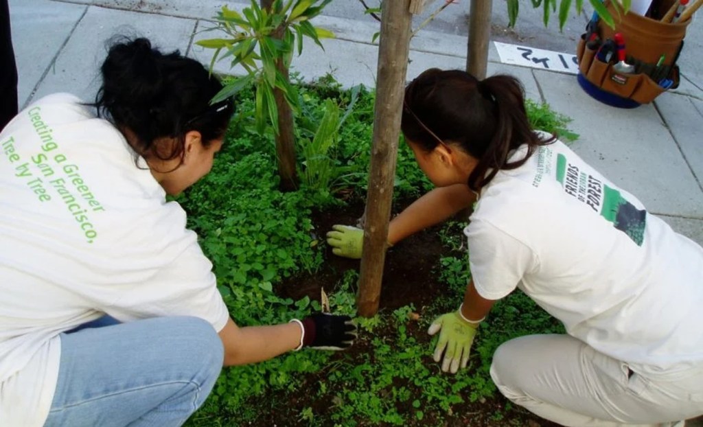 Volunteers plant trees with the San Francisco-based nonprofit Friends of the Urban Forest.