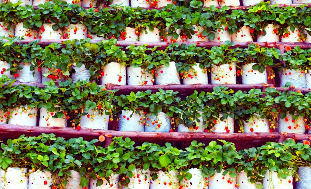 vertical farming for strawberries