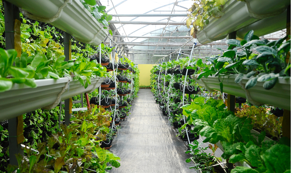 Vegetables are grown using vertical farming system.