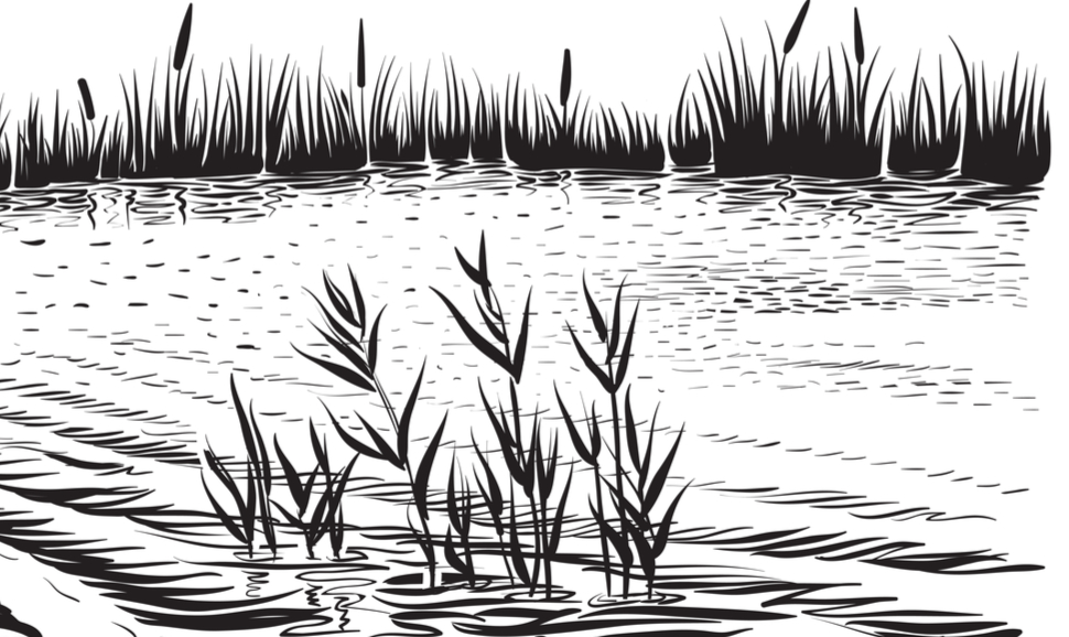 Wetland illustration