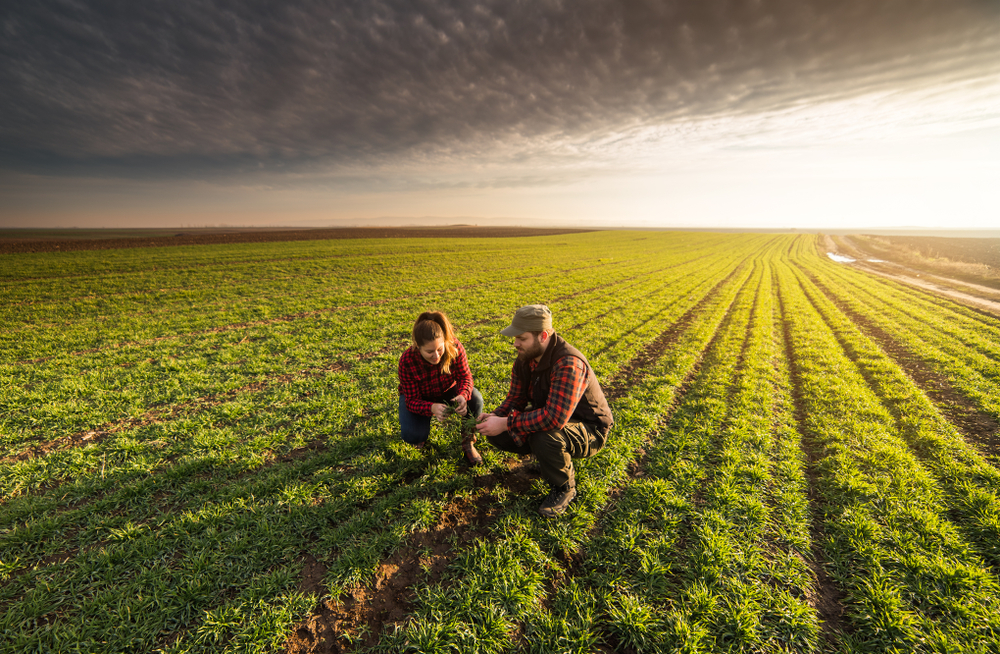 Young farmers examining planted young wheat during winter season